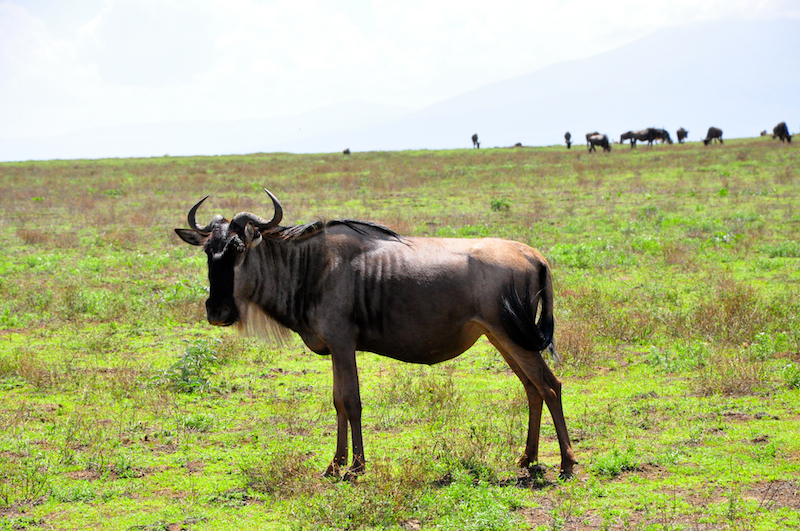 Ngorongoro Crater - Serengeti National Park